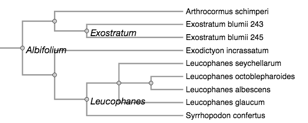 Partial phylogeny of Calymperaceae in Fisher et al. 2006