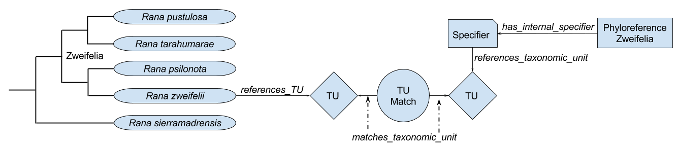 Matching nodes to phyloreferences in OWL using specifiers