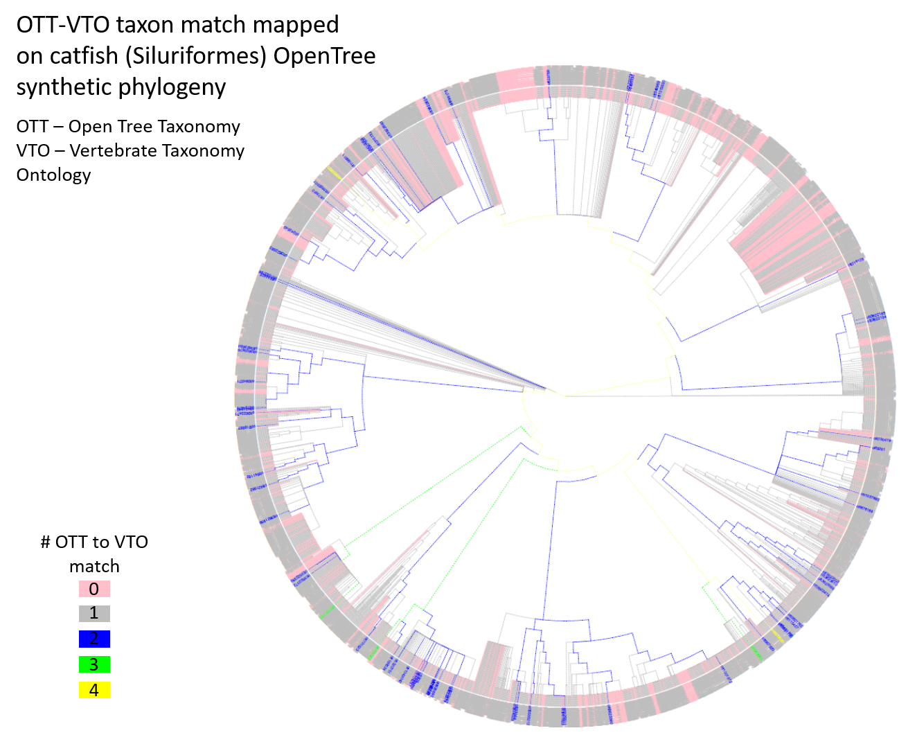 Taxon matches between OTT and VTO visualized on a catfish OpenTree phylogeny